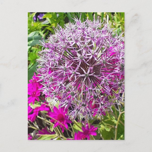 Allium & Summer Flowers Postcard (Front)