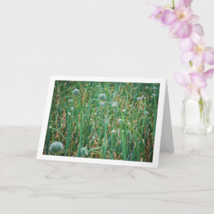 Allium, Wild Onion Blossom Card
