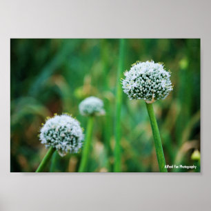 Allium, Wild Onion Blossom Poster