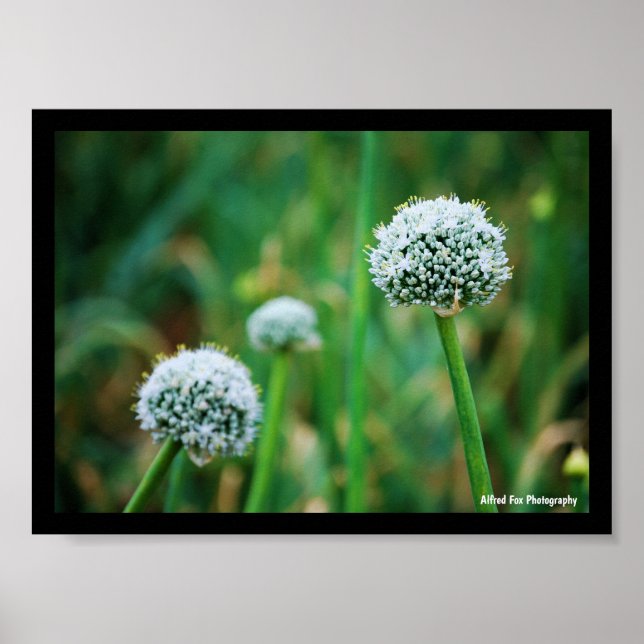 Allium, Wild Onion Blossom Poster (Front)