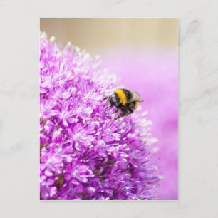 Allium with Bee Postcard