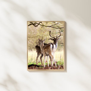 allow Deer of the English Estate Photo Print