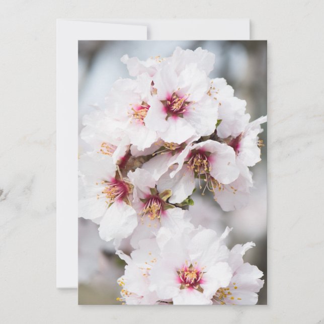 Almond blooming invitation (Front)