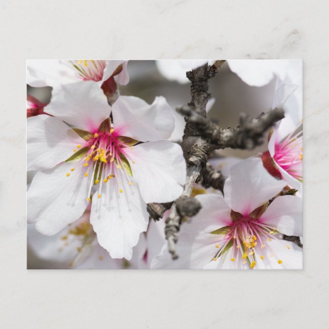 Almond blooming postcard (Front)