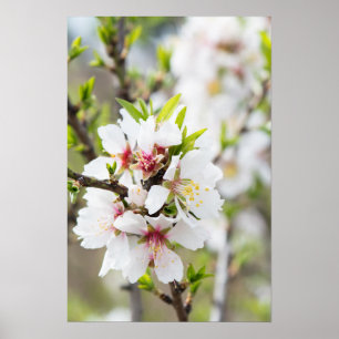 Almond blooming poster