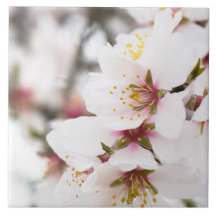 Almond blooming tile