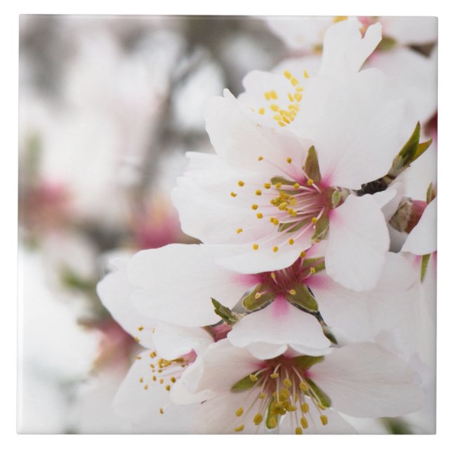 Almond blooming tile (Front)
