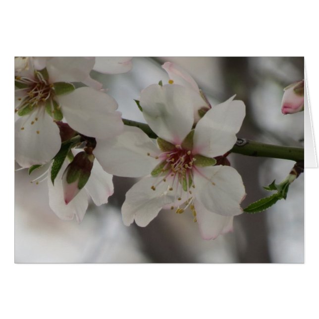 Almond Blossom - Any Occasion (Front Horizontal)