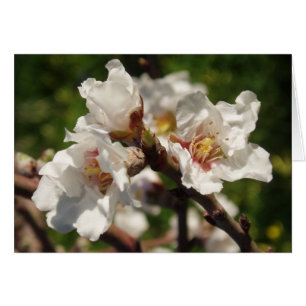 Almond Blossom Card