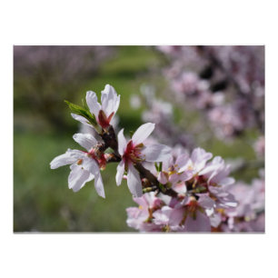 Almond Blossom close-up Poster