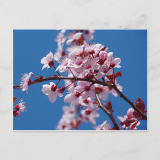 Almond Blossom Postcard