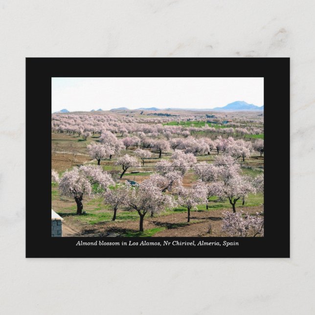 Almond blossom postcard - Chirivel, Spain (Front)