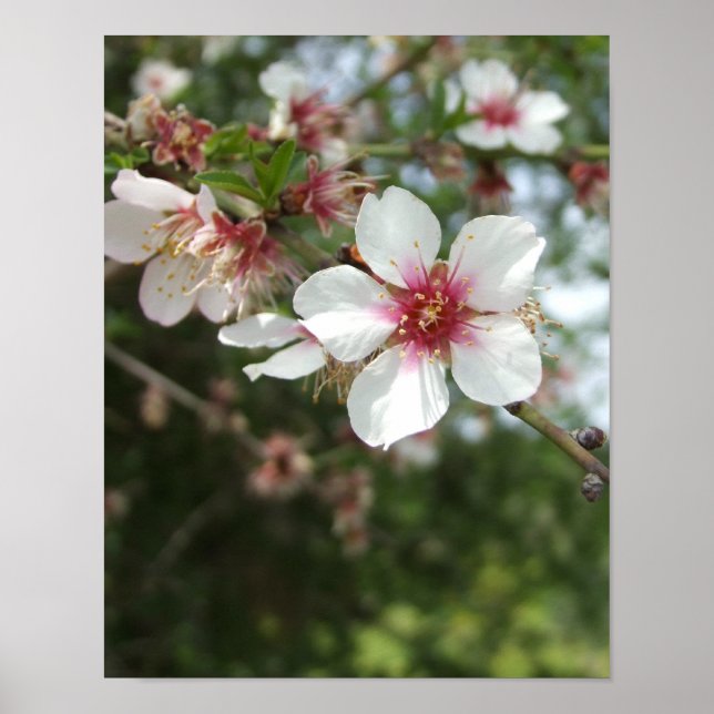 Almond Blossom Spring Flower Poster (Front)