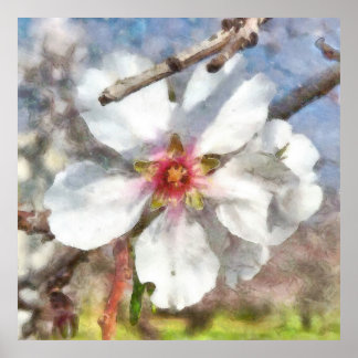 Almond Blossom Study Watercolor Painting Poster