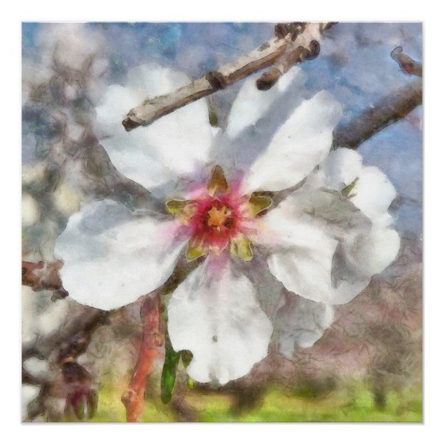 Almond Blossom Study Watercolor Painting Poster (Front)