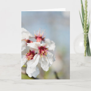 Almond blossoming card
