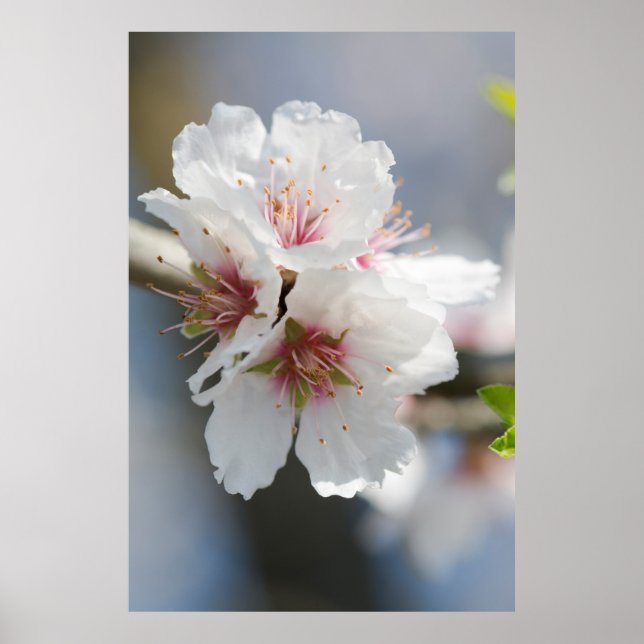 Almond blossoming poster (Front)