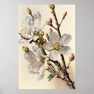 Almond Blossoms Flower Art Print Poster