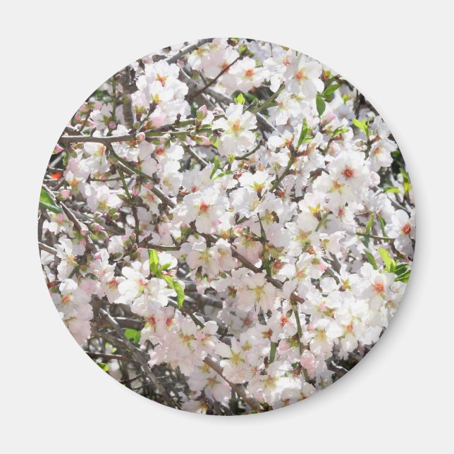 Almond blossoms magnet (Front)