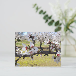 Almond Blossoms Postcard