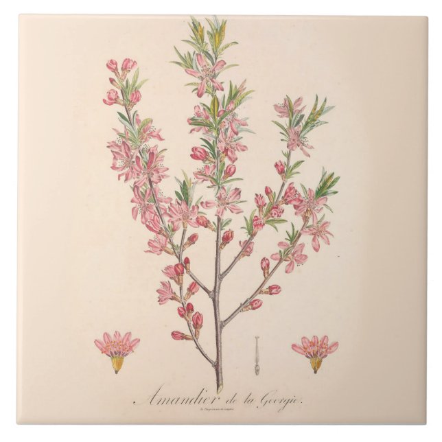 Almond Blossoms Printed Ceramic Tile Kitchen Decor (Front)