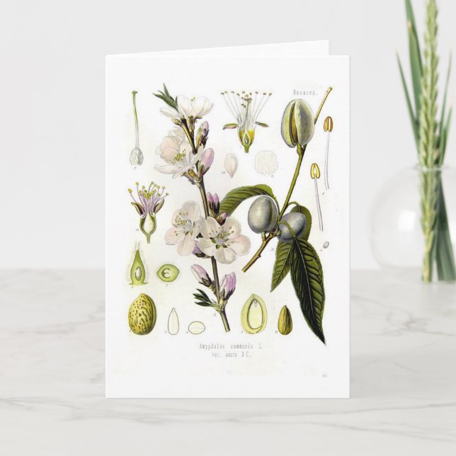 Almond Card (Front)