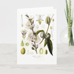 Almond Card