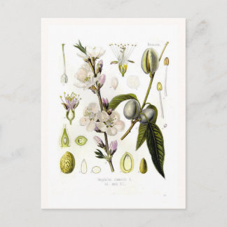 Almond Postcard