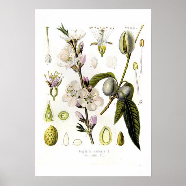 Almond Poster (Front)