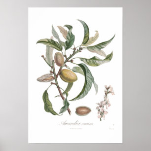 Almond Poster