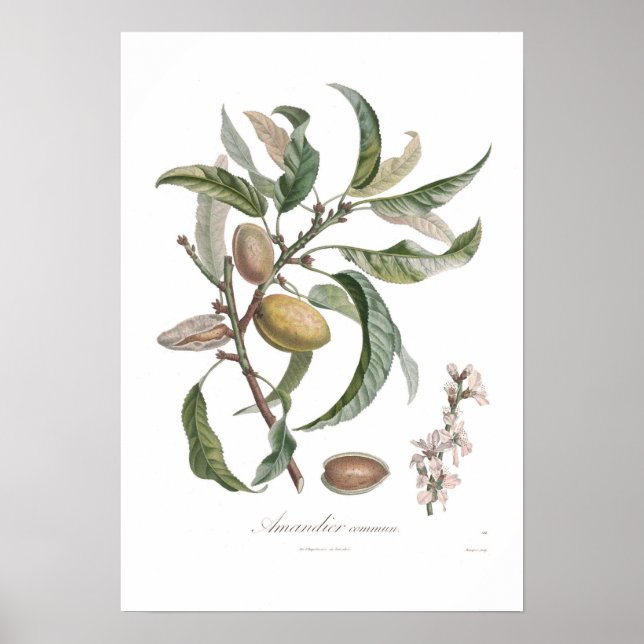 Almond Poster (Front)