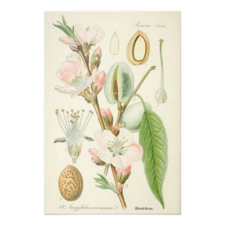 Almond Tree, Amygdalus communis, Photo Print