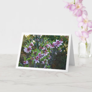Almond Tree Blossom Card