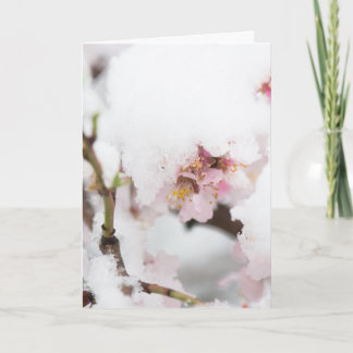 Almond tree flowers covered by snow card