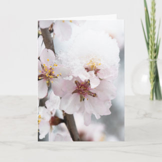 Almond tree flowers covered by snow card