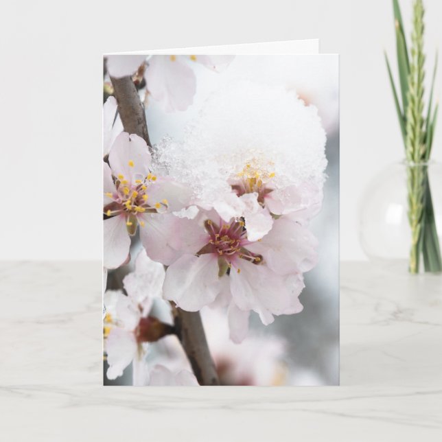 Almond tree flowers covered by snow card (Front)