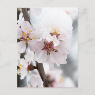Almond tree flowers covered by snow postcard