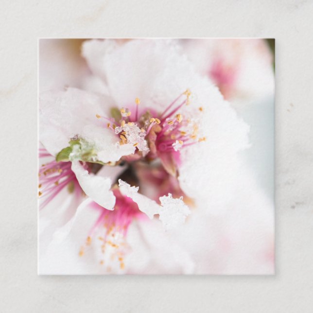 Almond tree flowers covered by snow square business card (Front)