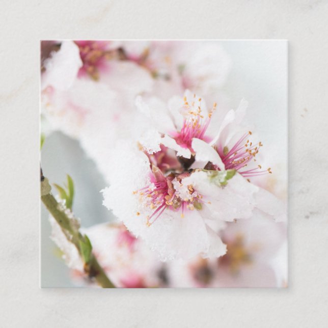 Almond tree flowers covered by snow square business card (Front)