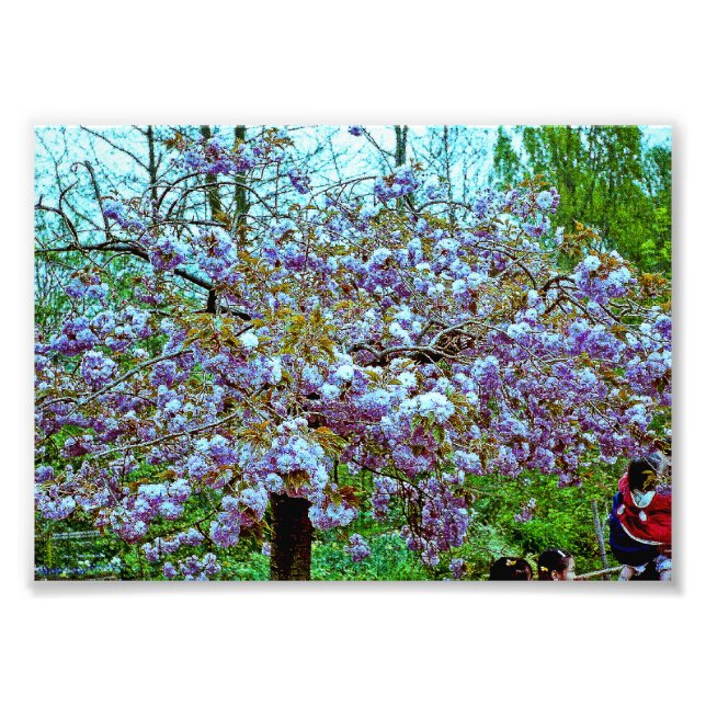 Almond Tree in Monet's Garden Photo Print (Front)