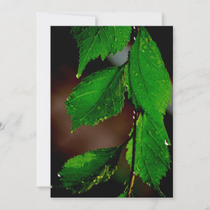 Almond Tree Leaves Invitation