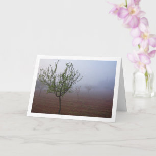 Almond Tree Orchard on Foggy Morning Card