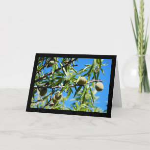 Almonds in Blue Sky Card