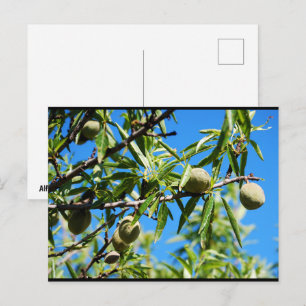 Almonds in Blue Sky Postcard