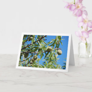Almonds on Tree Branch Card