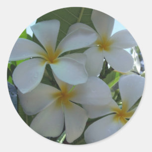 Almost Edible Frangipani Classic Round Sticker