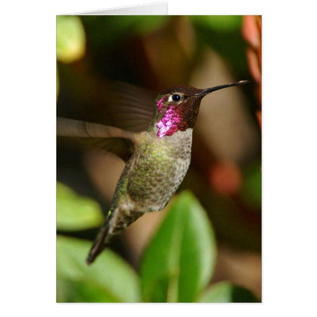 almost - Hummingbird (Front)