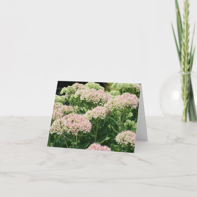 Almost Sedum Flower Photography  Note Card (Front)