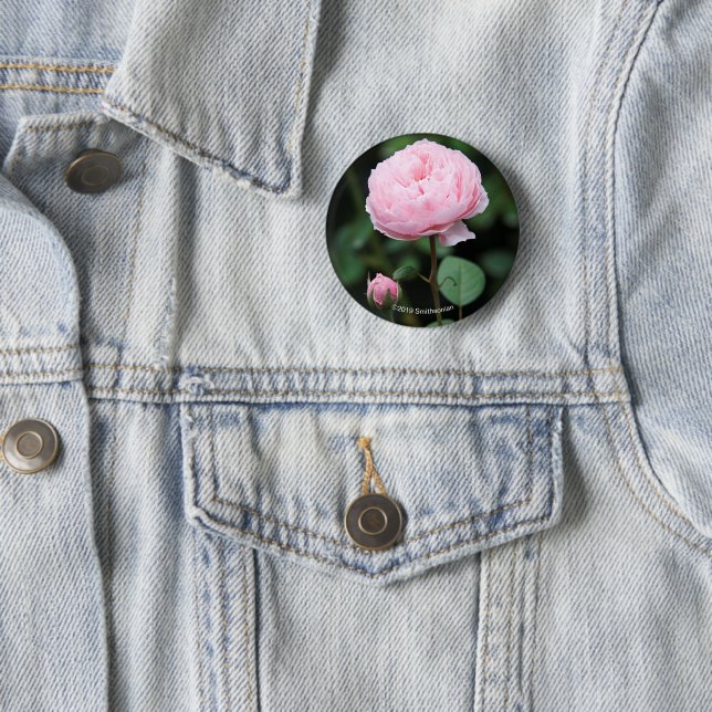 Alnwick Castle Rose 6 Cm Round Badge (In Situ)