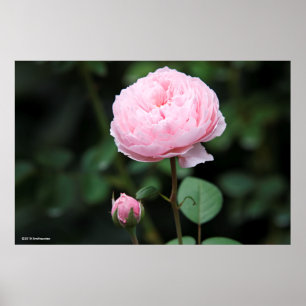 Alnwick Castle Rose Poster